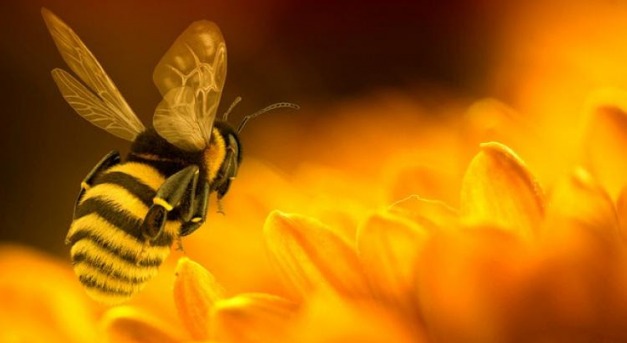 Méhekkel juttatnak ki gombaölő szert a gyümölcsfákra